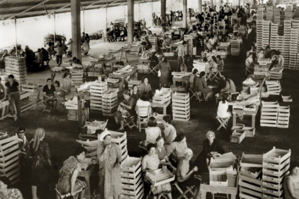 Συσκευαστήριο του Αγροκτήματος Λανίτη τη δεκαετία του 60